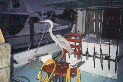 Blue heron aboard.